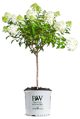 hydrangea-tree