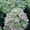 Little Lime® - Panicle Hydrangea - Hydrangea paniculata