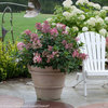 Little Quick Fire® - Panicle Hydrangea - Hydrangea paniculata