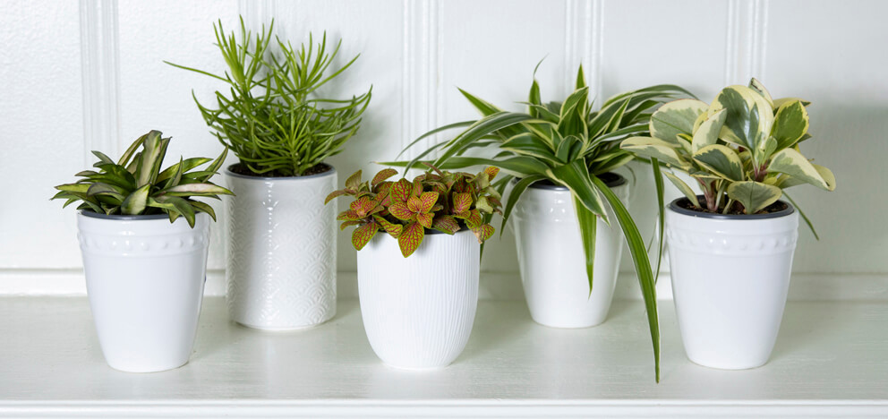 leafjoy littles