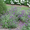 Lo & Behold® 'Blue Chip Jr.' - Butterfly bush - Buddleia x