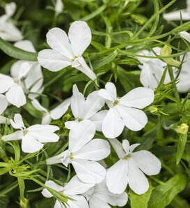 Laguna® Cloud White™ - Lobelia erinus
