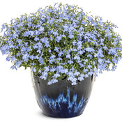 Thumbnail of Tag Image: lobelia_laguna_royale_azure_12820_mono.jpg