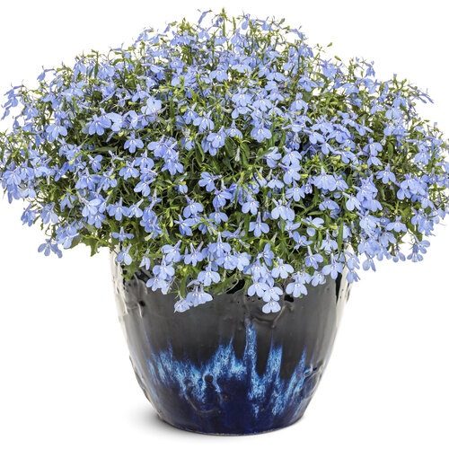Tag Image: lobelia_laguna_royale_azure_12820_mono.jpg