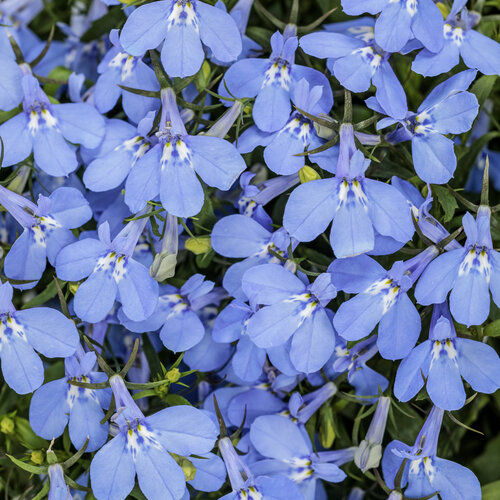 Laguna® Royale Azure - Lobelia erinus