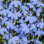 Thumbnail of Laguna® Royale Azure - Lobelia erinus