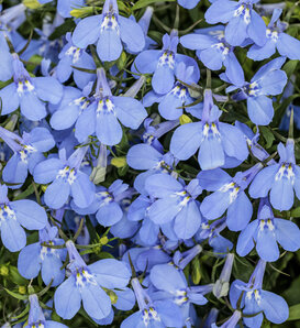 Laguna® Royale Azure - Lobelia erinus