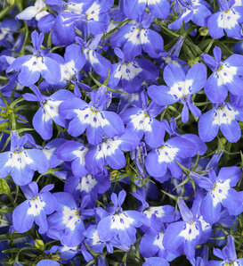 Laguna® Royale Blue Pearl - Lobelia erinus