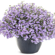 Thumbnail of Beauty Shot: lobelia_laguna_royale_lilac_12818_mono.jpg