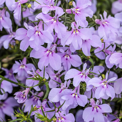 Laguna® Royale Lilac - Lobelia erinus