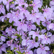 Thumbnail of Laguna® Royale Lilac - Lobelia erinus