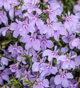 Laguna® Royale Lilac - Lobelia erinus