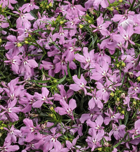 Laguna® Royale Pink - Lobelia erinus