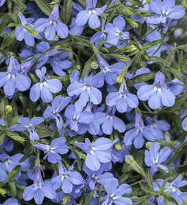 Laguna® Sky Blue III - Lobelia erinus