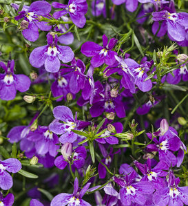 Laguna® Ultraviolet™ - Lobelia erinus