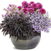 Thumbnail of Patio Container: Luna combo on white