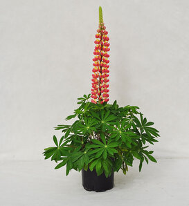 Staircase™ 'Pink Grapefruit' - Lupine - Lupinus polyphyllus