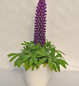 Staircase™ 'Purple' - Lupine - Lupinus polyphyllus