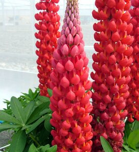 Westcountry™ 'Beefeater' - Lupine - Lupinus polyphyllus