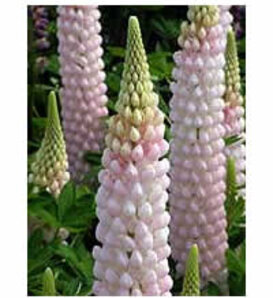 Westcountry™ 'Blossom' - Lupine - Lupinus polyphyllus