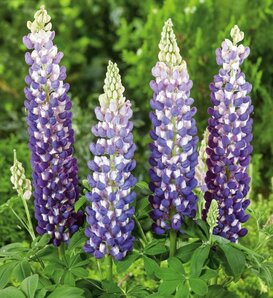 Westcountry™ 'King Canute' - Lupine - Lupinus polyphyllus