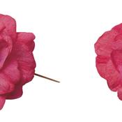 Thumbnail of Cut-out: macrorockapulco02.jpg