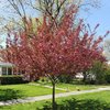 Show Time™ - Crabapple - Malus x