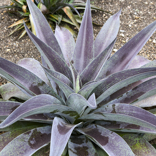 Art & Sol® Aztec King - Mangave hybrid