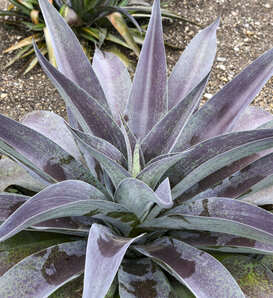 Art & Sol® Aztec King - Mangave hybrid