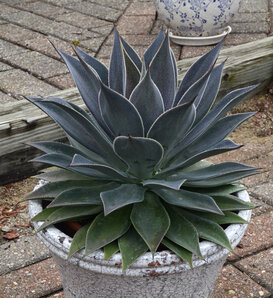 Art & Sol® 'Lavender Lady' - Mangave hybrid