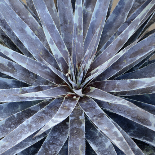 Art & Sol® Moonglow - Mangave hybrid