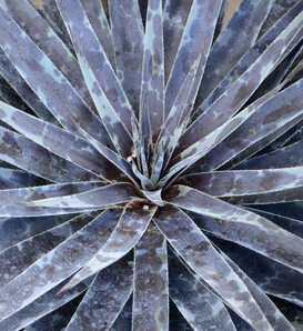 Art & Sol® Moonglow - Mangave hybrid