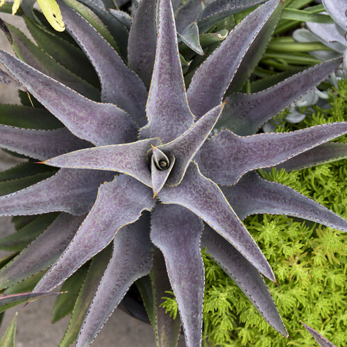 Art & Sol® Purple People Eater - Mangave hybrid
