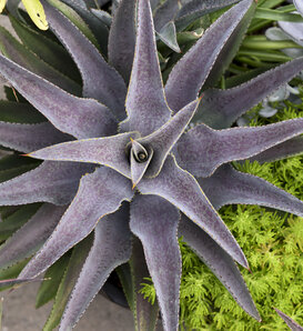 Art & Sol® Purple People Eater - Mangave hybrid