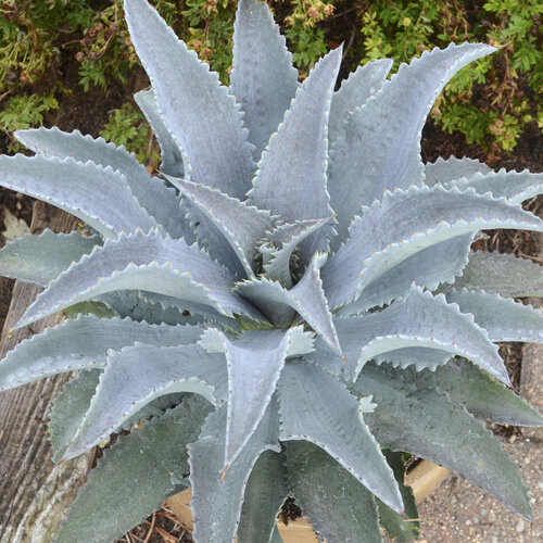 Art & Sol® Silver Fox - Mangave hybrid