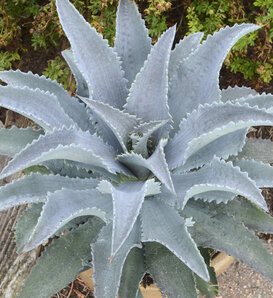 Art & Sol® Silver Fox - Mangave hybrid