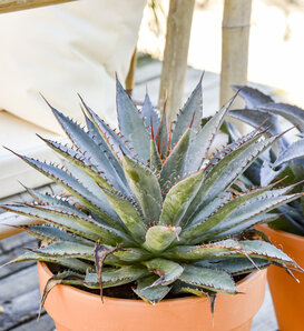 Art & Sol® 'Tooth Fairy' - Mangave hybrid