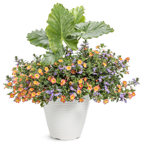 Patio Container: memories.jpg
