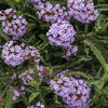 Meteor Shower® - Verbena bonariensis