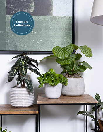 cocoon collection