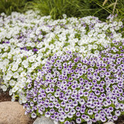 Thumbnail of Landscape: mini_vista_supertunia_bed_30_1.jpg