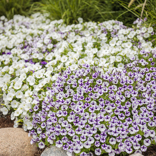 Landscape: mini_vista_supertunia_bed_30_1.jpg