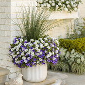 Thumbnail of Patio Container: misty_seas_with_thriller_34.jpg