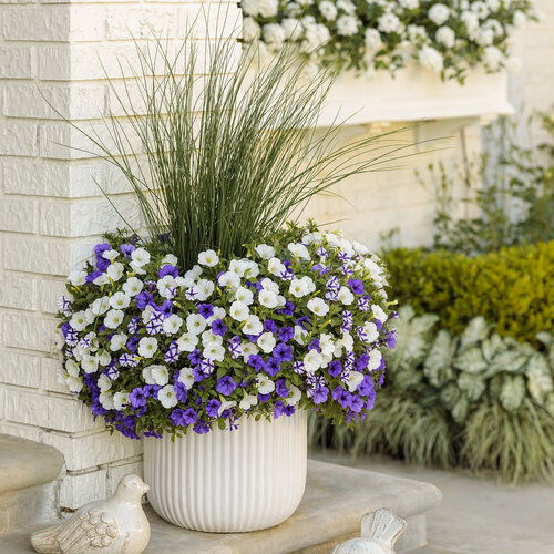 Patio Container: misty_seas_with_thriller_34.jpg