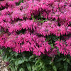 'Leading Lady Razzberry' - Bee Balm - Monarda hybrid