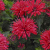 'Pardon My Cerise' - Bee Balm - Monarda didyma