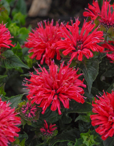 Monarda Perennial