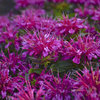 'Pardon My Purple' - Bee Balm - Monarda didyma