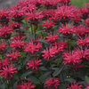 Upscale® 'Red Velvet' - Bee Balm - Monarda hybrid