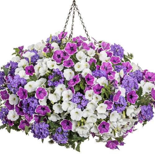 Hanging Basket: moonlit_lavender_basket.jpg